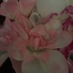 Hope Spicer - @hopespice7 - Instagram