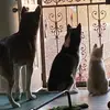 Hope  Stanton - @azngrl1020 - TikTok
