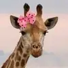 hopestanton97 - @hopestanton97 - TikTok