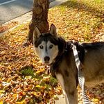 Hope Starr Osa - @hope.starr.osa.husky - Instagram