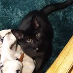 Hope Steele - @insomnia_rat7 - Instagram