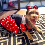 Hope Celeste Swift🐶🩷 - @ahopeceleste - Instagram