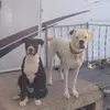 Hope Johnson Thacker - @hope.johnson.thac - TikTok