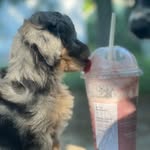 Oliver (Ollie) Hope      Tilley Ann - @dogmom_mt406 - Instagram