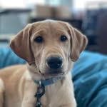 Hope the Tracy PD Therapy Dog - @hopefortracy - Instagram