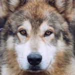Czech Wolfdog x malamute - @hope_wolf_dogs - Instagram