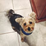 HRH Horace Nicholson - @hisroyalhorace - Instagram