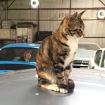 Horace Speed Wong - @horacespeed - Instagram