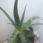 Horacio Arenas Peña - @hiracioarenaspena - Instagram