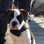 Horacio Aviles - @horacio.el.dog - Instagram