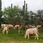 Horacio Alcala Barba - @horacioalcalabarba - Instagram