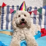 Stanley Horatio Cooper - @stanleyhoratiocooper - Instagram