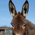 Bosco Horatio Cox - Facebook