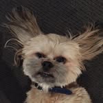 Charles Horatio III - @kingcharleshoratio - Instagram