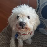 Horatio Smith - @horatio_dogs_____ - Instagram