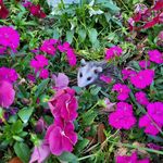 Horatio Williams - @horatio.will3674 - Instagram