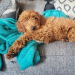 Norton Williams - @norton_horatio_williams - Instagram