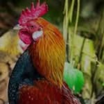 Horst Hahn - @hors.thahn - Instagram