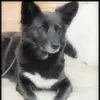 horststeinkopf2 - @horststeinkopf2 - TikTok