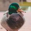 collinshosea69 - @collinshosea69 - TikTok