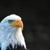 collinshosea720 - @collinshosea720 - TikTok