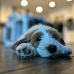 Hot Karl - @hot_karl_the_doodle - Instagram