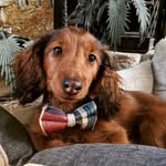 Hot Karl - @hot_karl_the_doxie_ - Instagram