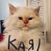 Hot Karl the Cat - Facebook