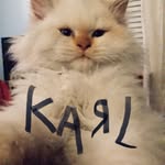 Karl - @hotkarlthecat - Instagram