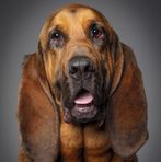 Hound Dog - Facebook