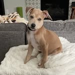 Hendrix - @hendrixhoustonpdx - Instagram