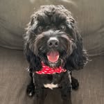 Houston Rogers - @thecorporatecavoodle - Instagram