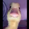 houstontaylor16 - @hwuey58 - TikTok