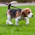 Houston Bayou Dog Walker - @hbdogwalker - Instagram