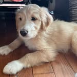 Houston Lee Wells - @houstonwehaveahouston - Instagram