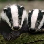 @howardthebadger - Instagram