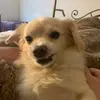 Boogieh - @howardbarker8 - TikTok