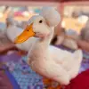 Howie Berkowitz - @theducksanctuary - TikTok