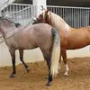 Horse Breeding - @everythingishere131 - TikTok