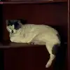 howardbright339 - @howardbright339 - TikTok