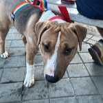 Howard - @howard_bull23 - Instagram