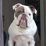 Howard - @howard_the_aussie_bulldog - Instagram