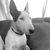 Howard the Bull Terrier - @howardthebullterrier - TikTok