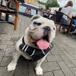 @howardbulldog - Instagram