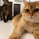 Howard Chen - @linbay888 - Instagram