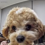 Howard Chen - @dr_uncle_c - Instagram