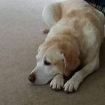 Howard Cornett - @cornetthoward - Instagram