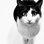 Samantha Keeney - @howard_craftercat - Instagram