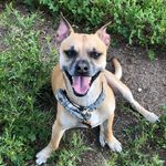 Howard Davison - @howie_theweenie - Instagram