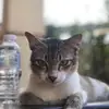 Howard Dent - @howard.dent - TikTok